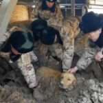 Rescuers Save Golden Retriever Buried Under Rubble For More Than 30 Hours