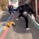 Man Kicks Wild Macaque To Get It Off Another Tourist’s Back