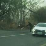  Man Tackles Large Bird To Get It Off The Road Before It…