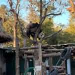 Giant Panda’s Morning Workout Upside-Down In A Tree