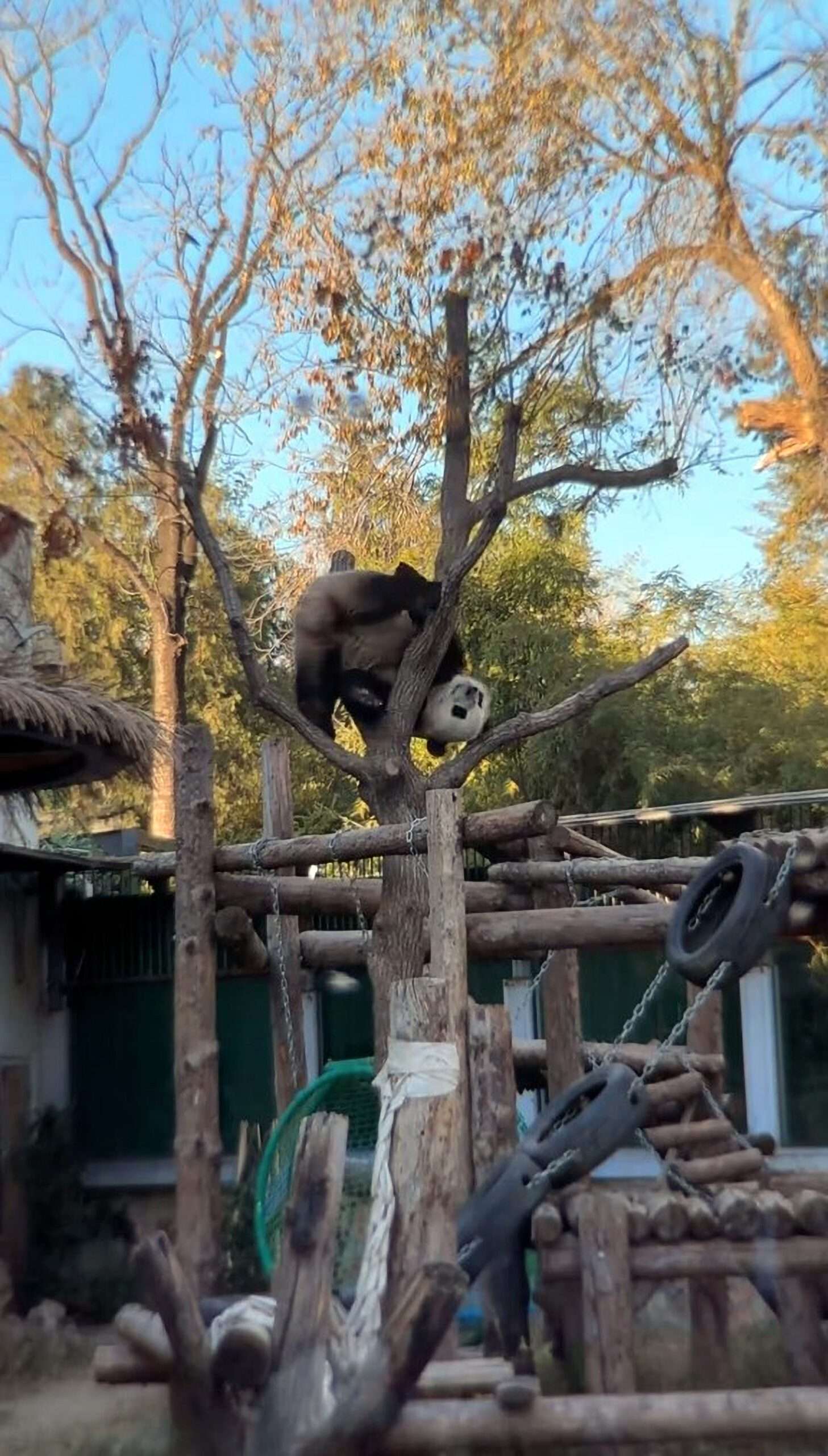 Read more about the article Giant Panda’s Morning Workout Upside-Down In A Tree