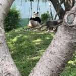 Adorable Panda Sits In A Swing And Basks In The Sunshine