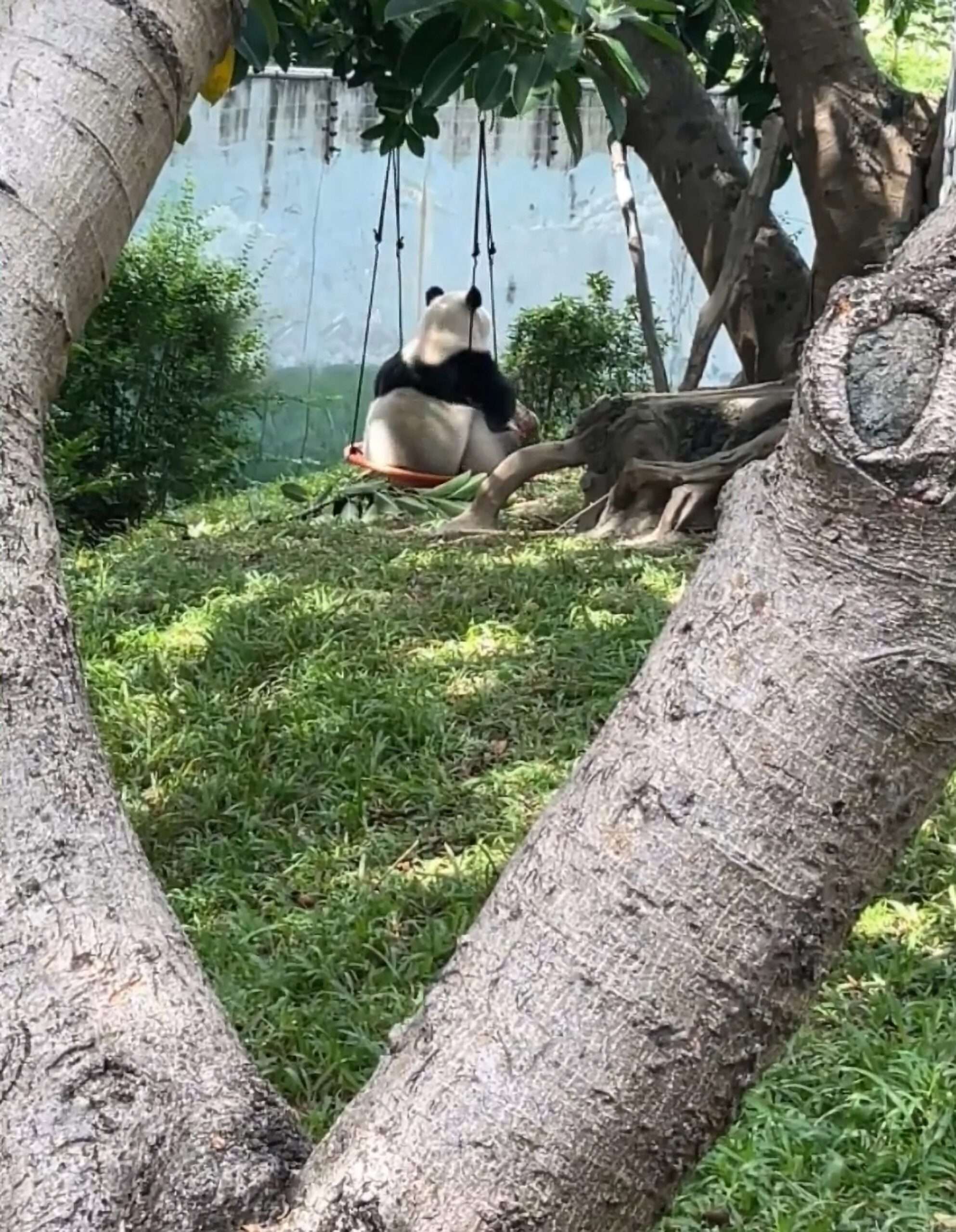 Read more about the article Adorable Panda Sits In A Swing And Basks In The Sunshine