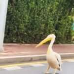 Huge Bird Flees Zoo And Strolls Down Road Delighting Locals