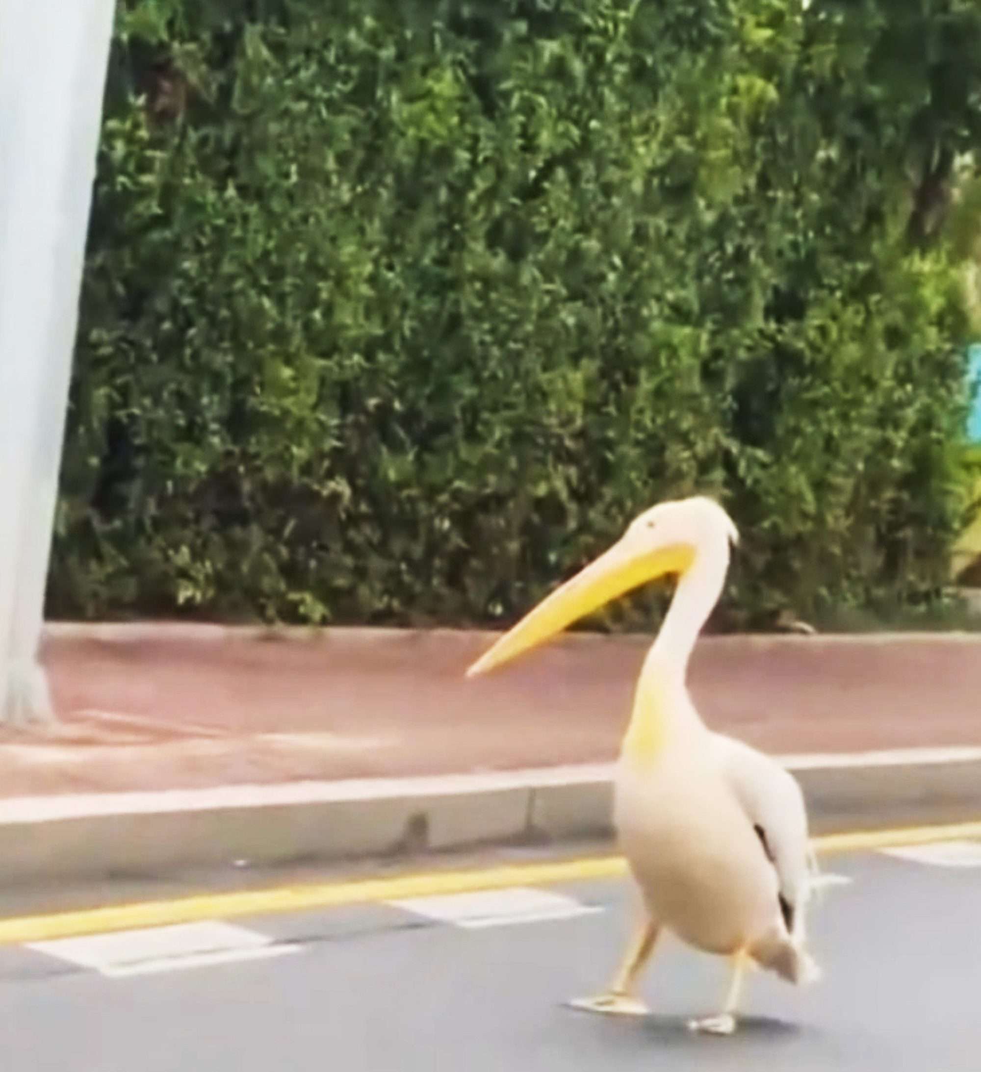 Read more about the article Huge Bird Flees Zoo And Strolls Down Road Delighting Locals