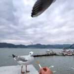 Seagull Takes Cigarette Offered By Random Man In Beak And Flies Away