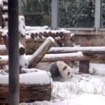  Excited Panda Rolls Around In Fresh Snow