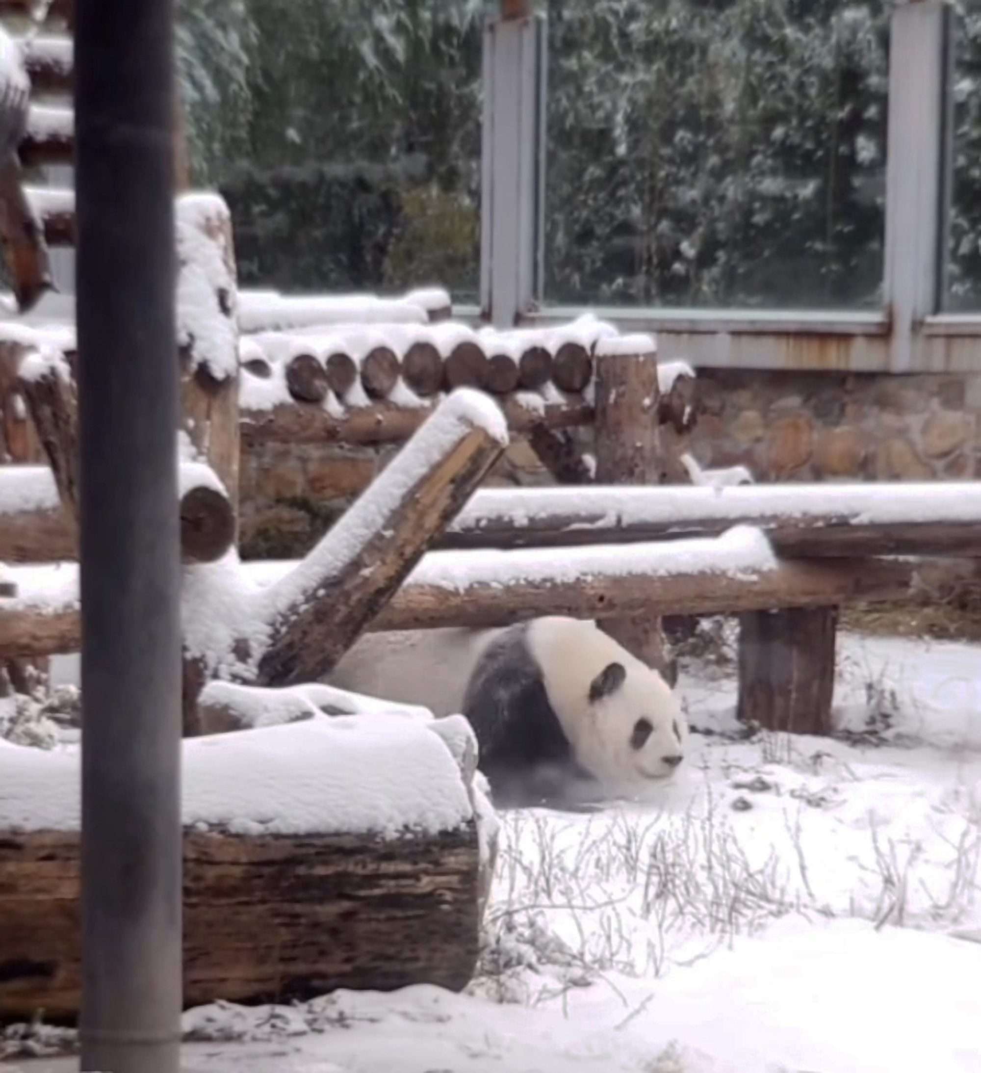 Read more about the article  Excited Panda Rolls Around In Fresh Snow