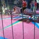 Circus Slammed As Children Are Placed On Tiger’s Back For A GBP-2…
