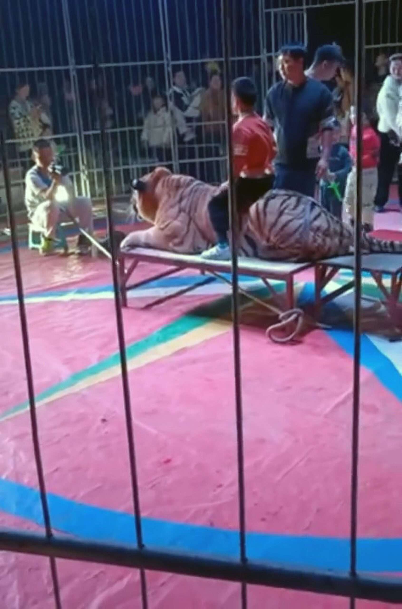 Read more about the article Circus Slammed As Children Are Placed On Tiger’s Back For A GBP-2 Photo