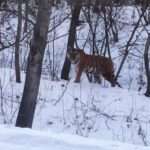 Man Has Face-To-Face Encounter With Rare Siberian Tiger In Snowy Forest