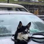 Man Cuts Hole In His Car Boot So Pet Husky Can Enjoy…