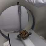 Sick Little Turtle Undergoes CT Scan, Racks Up Over GBP 100 In…