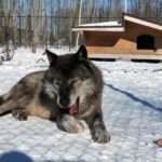 Wolf Struggles To Stay Awake While Sunbathing In Snow-Covered Enclosure