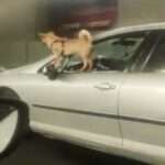 Dog Rides With Motorist Standing On Driver’s Side Mirror And Door