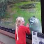 Playful Snow Leopard Chases Girl Running Past Enclosure