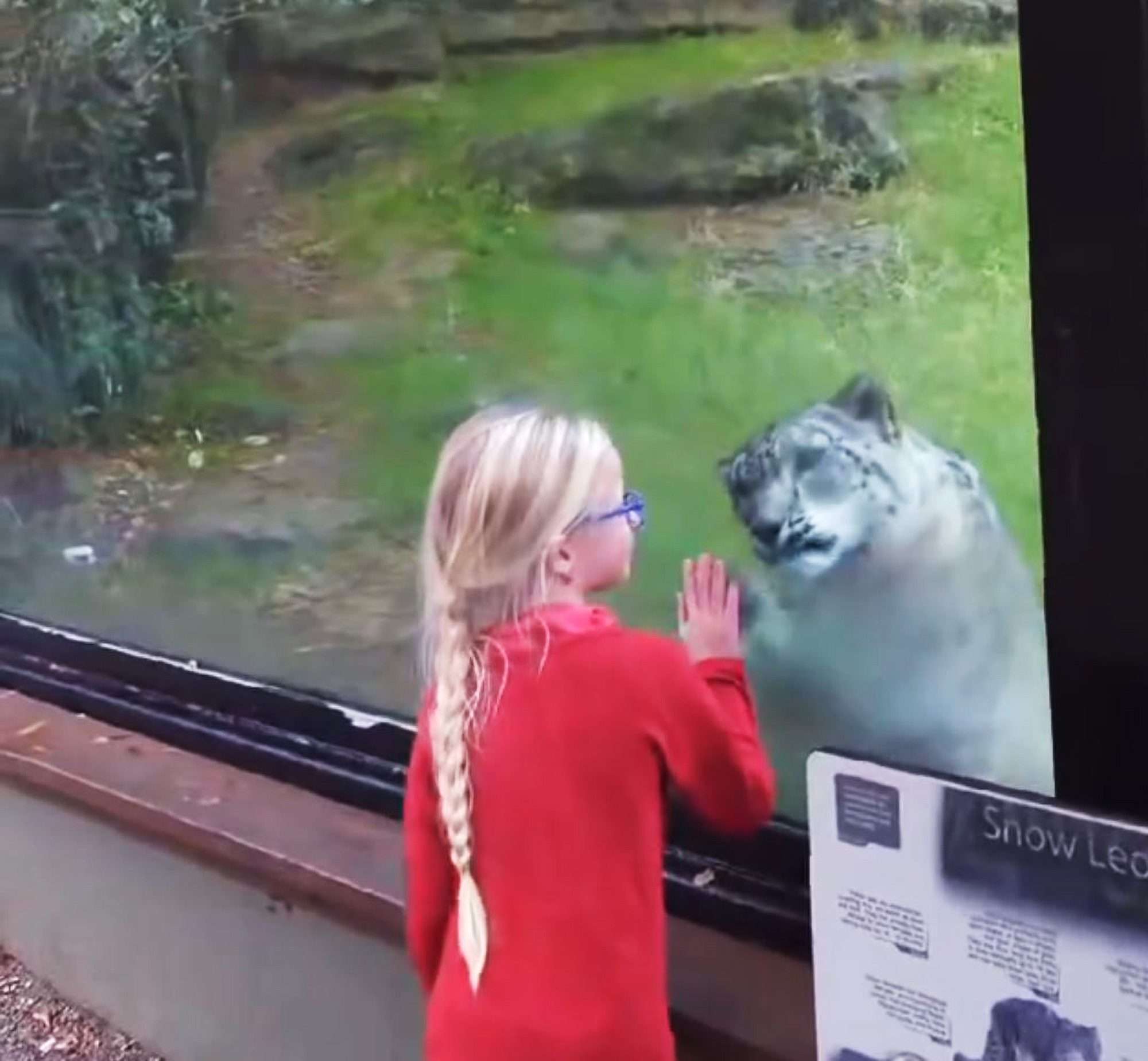 Read more about the article Playful Snow Leopard Chases Girl Running Past Enclosure
