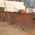 Big Cat Takes Nap On Village Wall