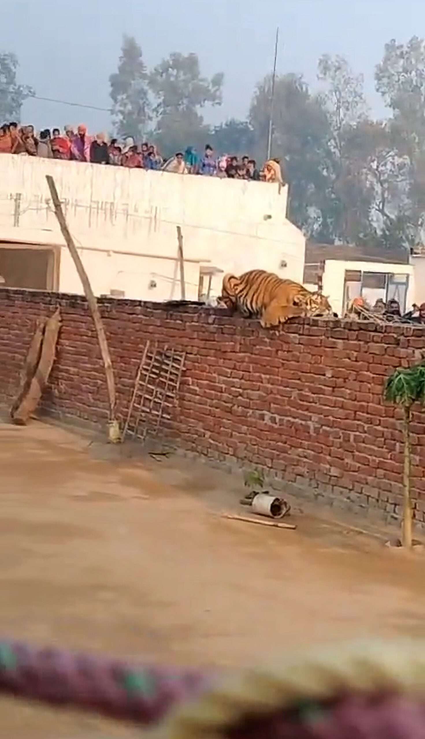 Read more about the article Big Cat Takes Nap On Village Wall