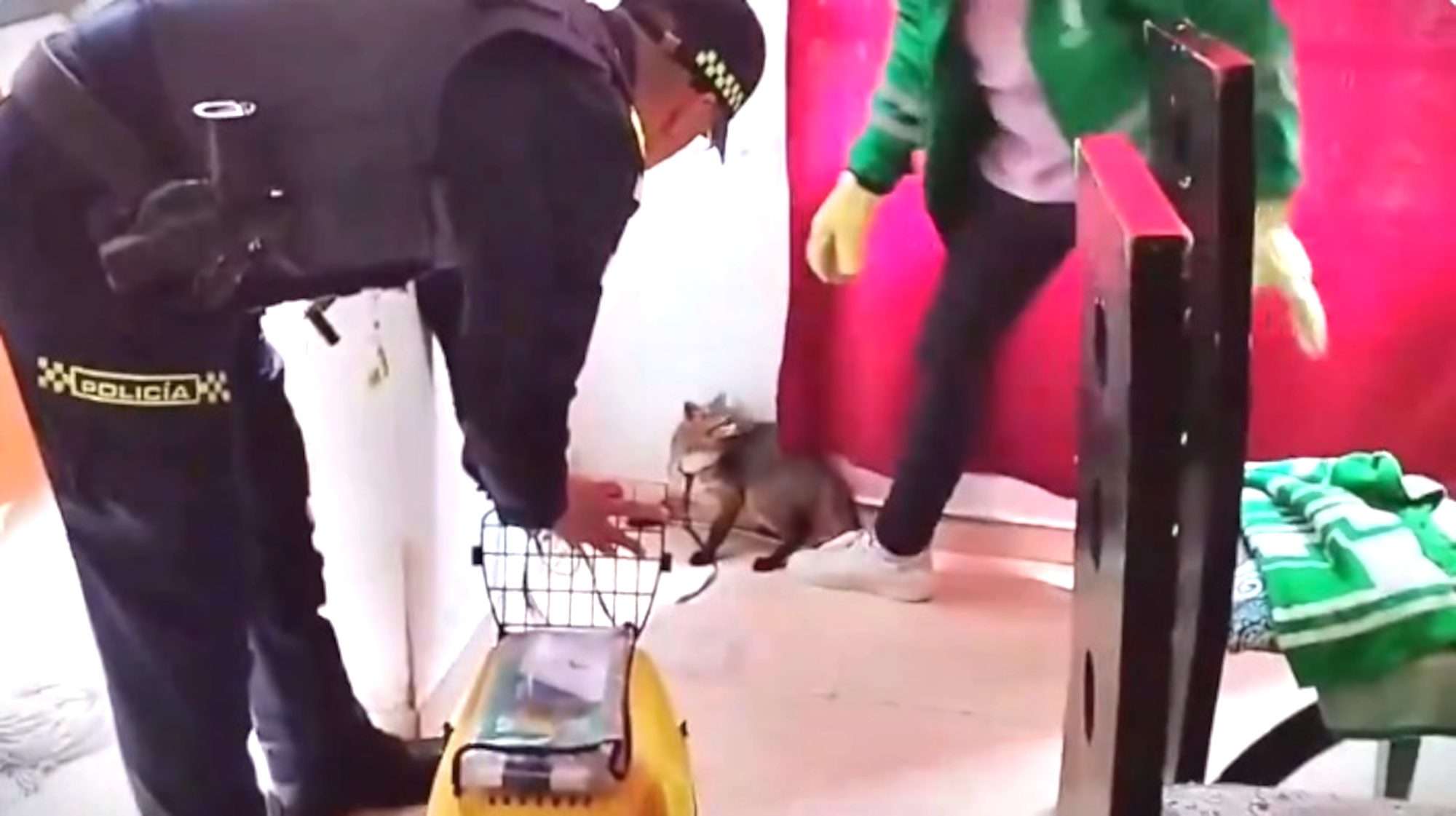 Read more about the article Bogota Police Save Fox Kept Illegally By Homeowners