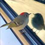  Cheeky Ruby-Crowned Kinglet Fascinated By Seeing His Reflection
