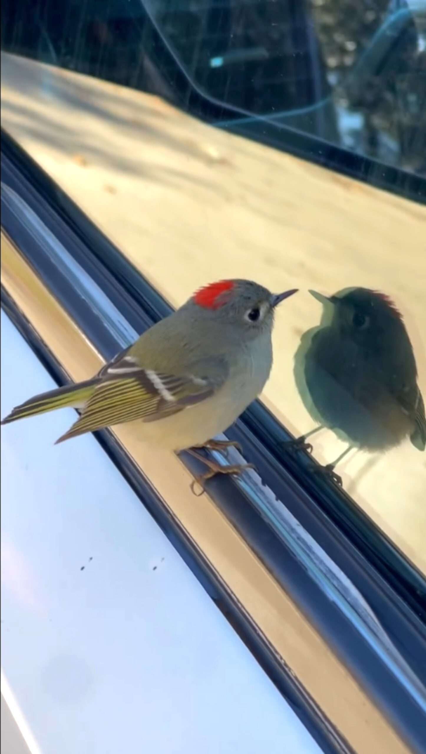 Read more about the article  Cheeky Ruby-Crowned Kinglet Fascinated By Seeing His Reflection