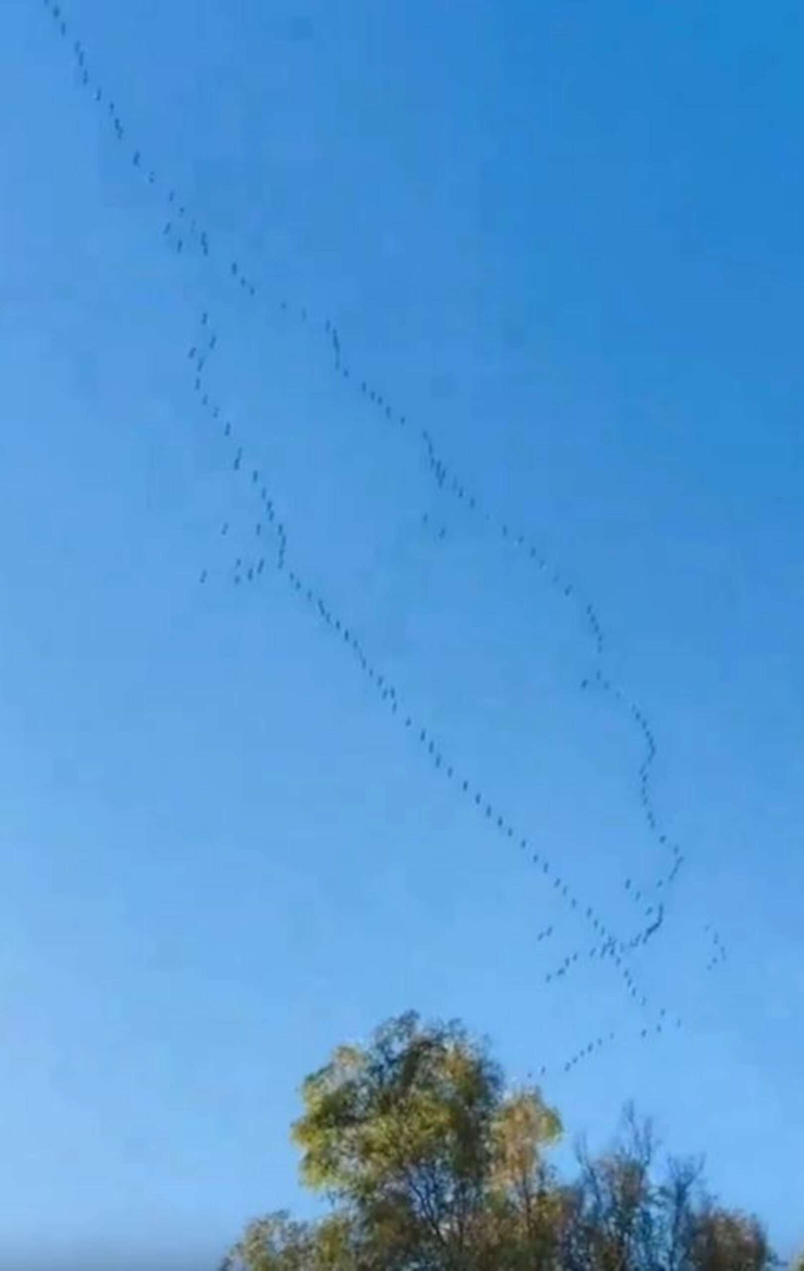 Astonishing Moment Flock Of Birds Form Israeli Flag In Sky