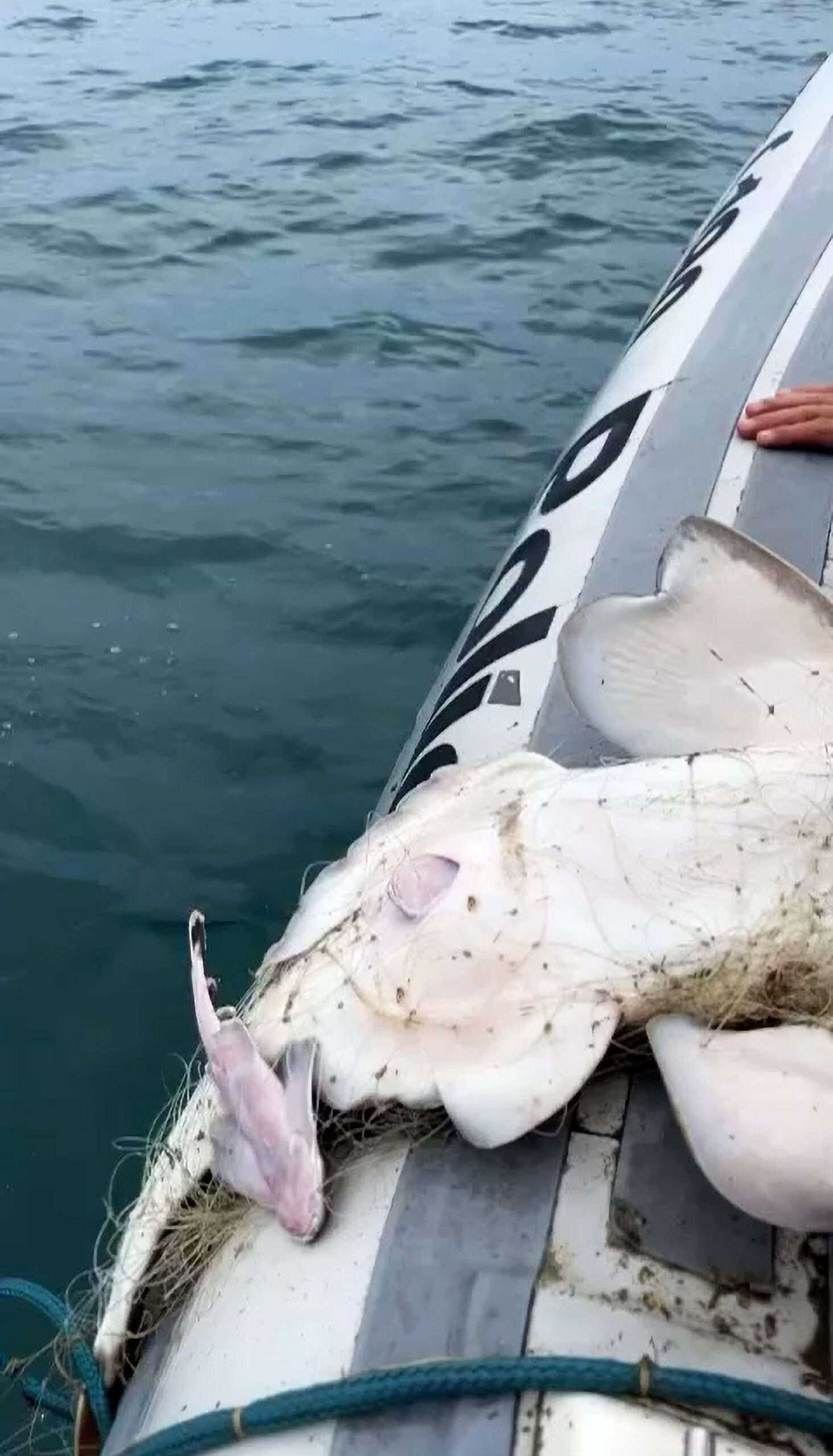 Read more about the article Miracle Moment Cops Help Trapped Mother Shark Give Birth To Pups