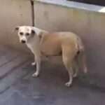 Stray Dog Saves Family From Death After Urinating On Bomb
