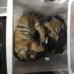 Outrage At Seven Tiny Tiger Cubs Found In Freezer