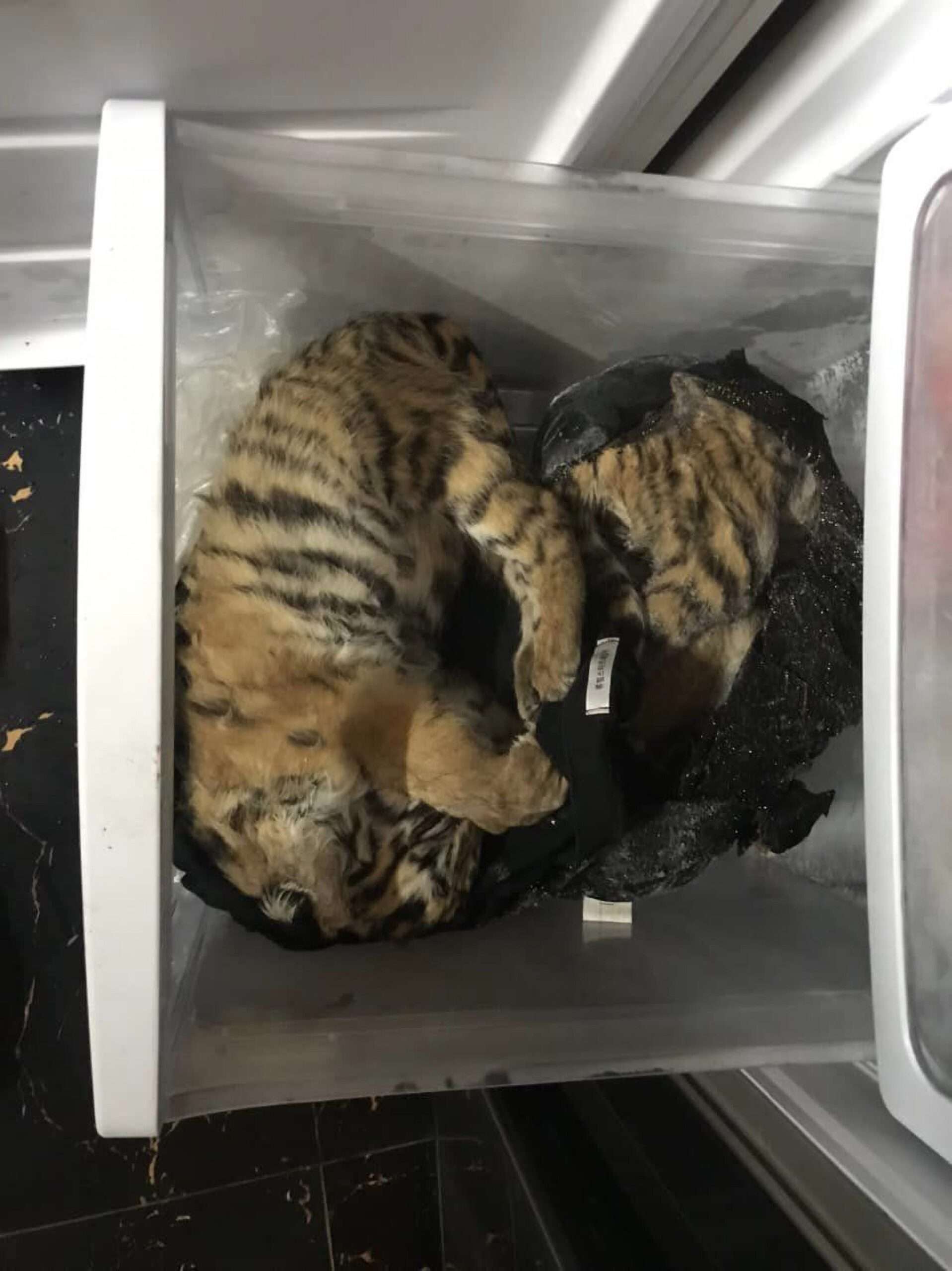 Read more about the article Outrage At Seven Tiny Tiger Cubs Found In Freezer