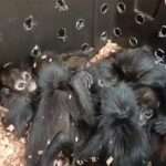 Endangered Spider Monkey Babies Freed From Packing Crates