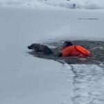 Determined Rescuers Save Dog Who Fell Through Ice Twice
