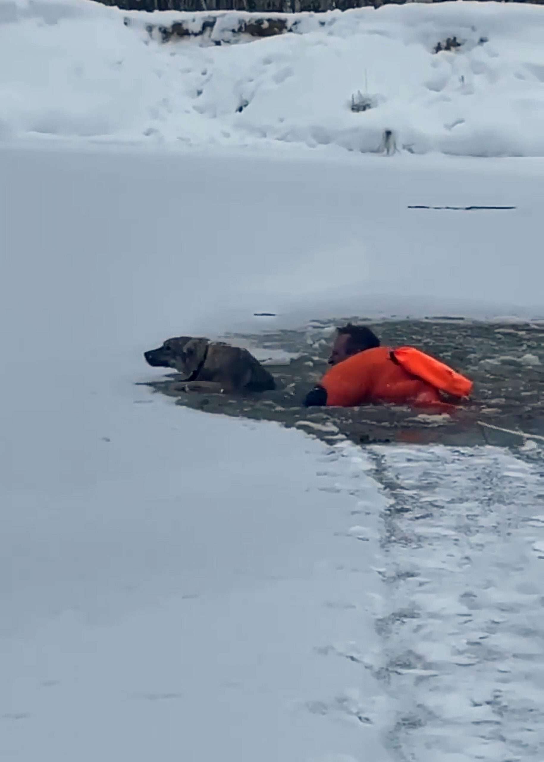 Read more about the article Determined Rescuers Save Dog Who Fell Through Ice Twice