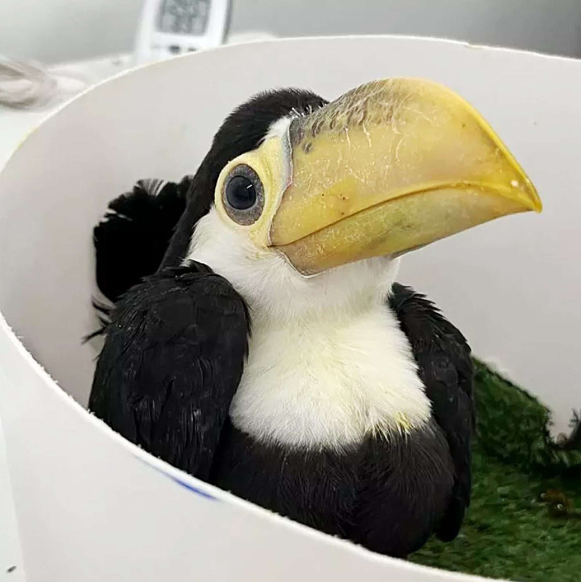 Read more about the article Live Toucan Eggs Found In Woman’s Bra Doing Well After Hatching At Zoo