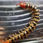 Holidaymaker Finds Giant Venomous Centipede In His Undies