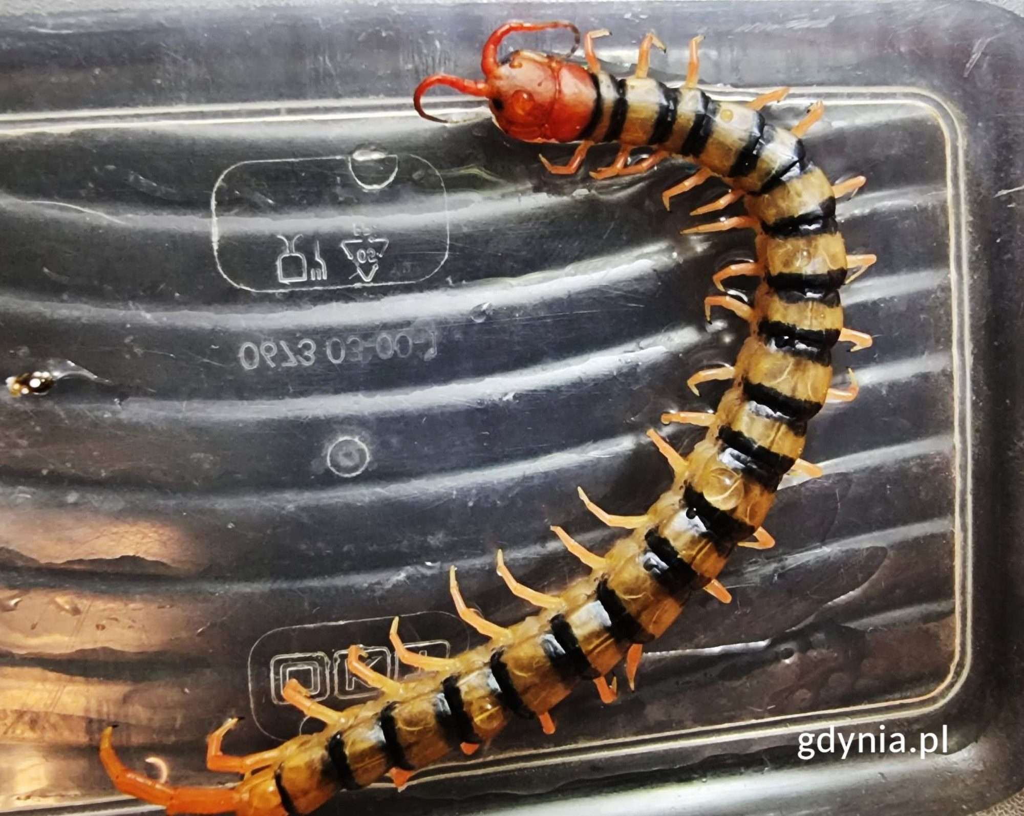 Read more about the article Holidaymaker Finds Giant Venomous Centipede In His Undies