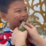 Parrot Pulls Out Little Boy’s Loose Tooth With Its Beak