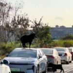 Black Goat Picks Most Expensive-Looking Car To Jump And Play On