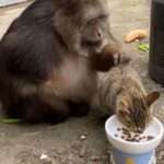 One-Armed Monkey Uses Its Single Limb To Groom Cat’s Fur And Remove…