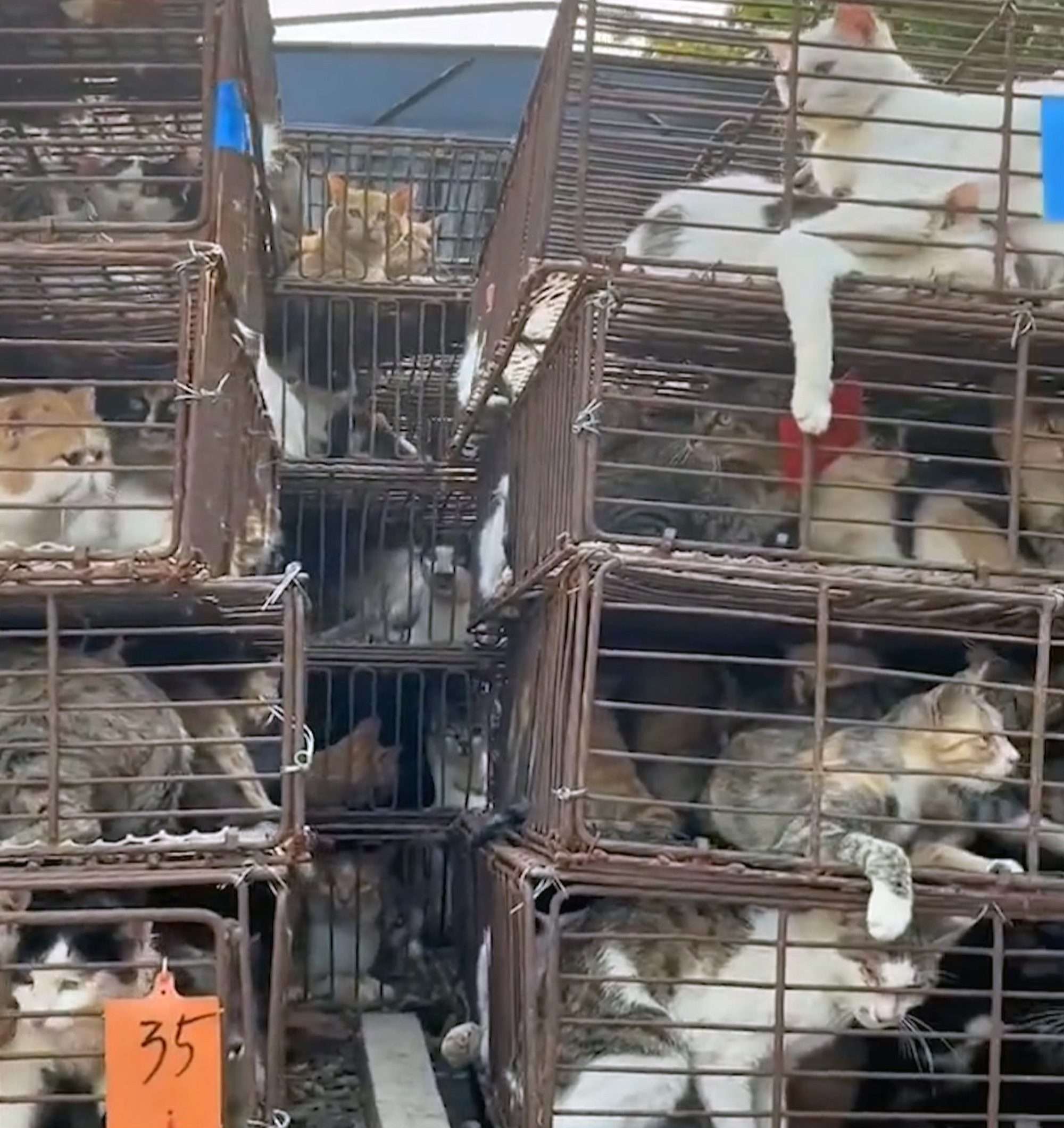 Read more about the article Man Rescued Hundreds Of Cats From Being Slaughtered For Human Consumption