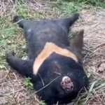 Rare Black Bear Gets Electrocuted While Climbing Utility Pole