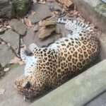 Chubby Amur Leopard Enjoys Cat Nap As Amazed Zoo Visitors Giggle