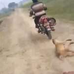 Biker Drags Dog Along Road At Full Speed After Tying It To…