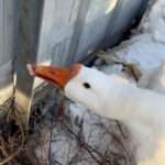 Poor Goose Gets Tongue Frozen To Metal Railings