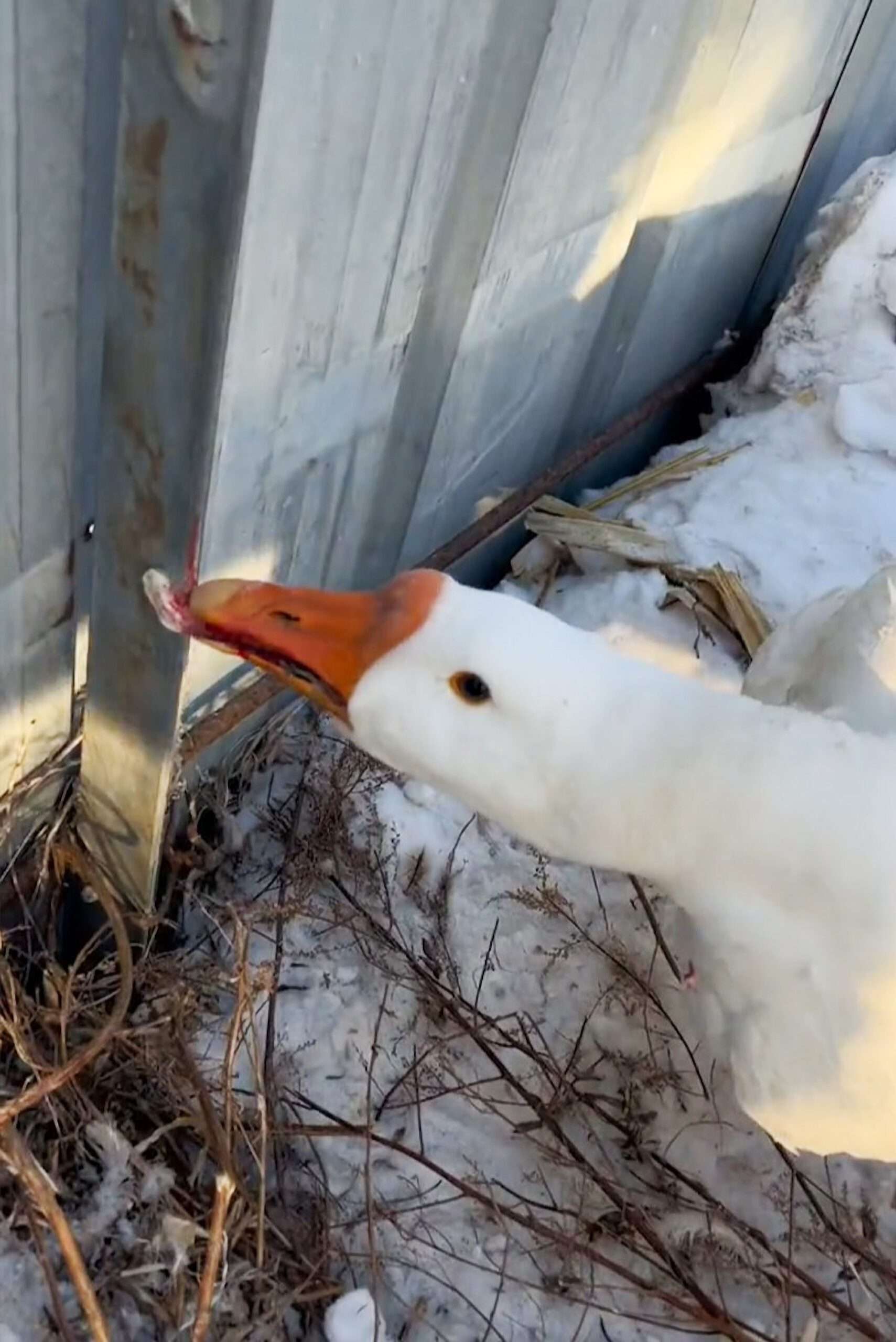 Read more about the article Poor Goose Gets Tongue Frozen To Metal Railings