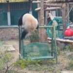 Giant Panda Superstar Performs Series Of Stunts In Enclosure