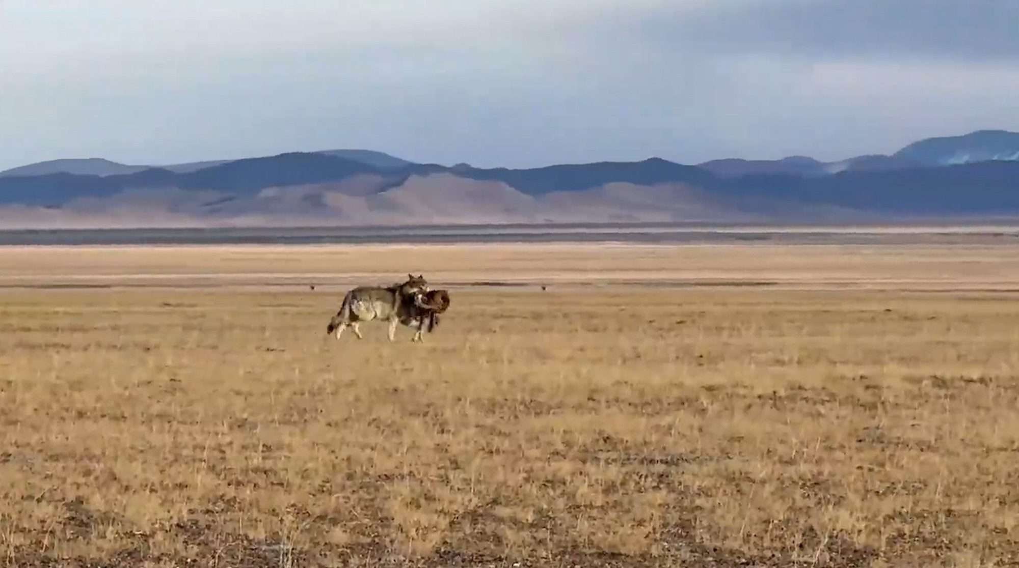 Read more about the article Pack Of Wolves Feast On Protected Antelope