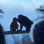 Two Macaques Share Kiss In Front Of Delighted Crowd