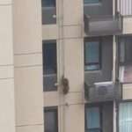 Monkey Breaks Into Family Flat And Climbs Up And Down 33-Floor Building